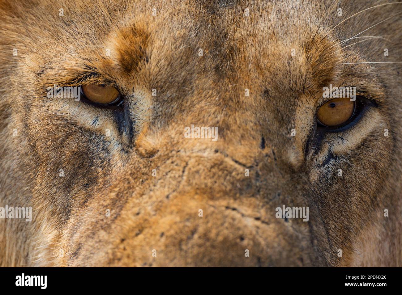 Ein Nahporträt eines großen männlichen Löwen, Panthera Leo, Augen im hwange-Nationalpark, Simbabwe. Stockfoto