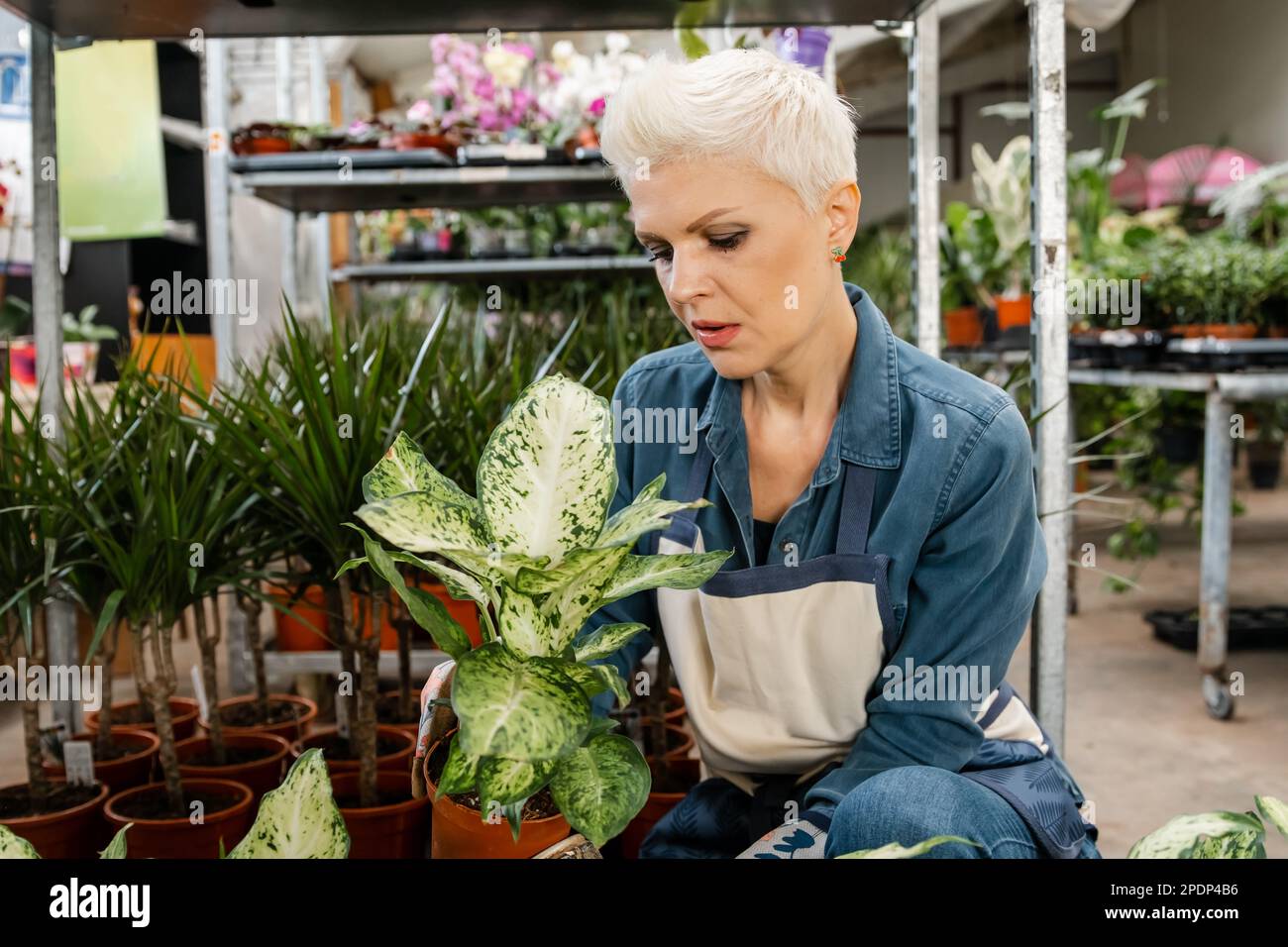 Heimgarten. Hauspflanzen nutzen und positiv beeinflussen die Gesundheit