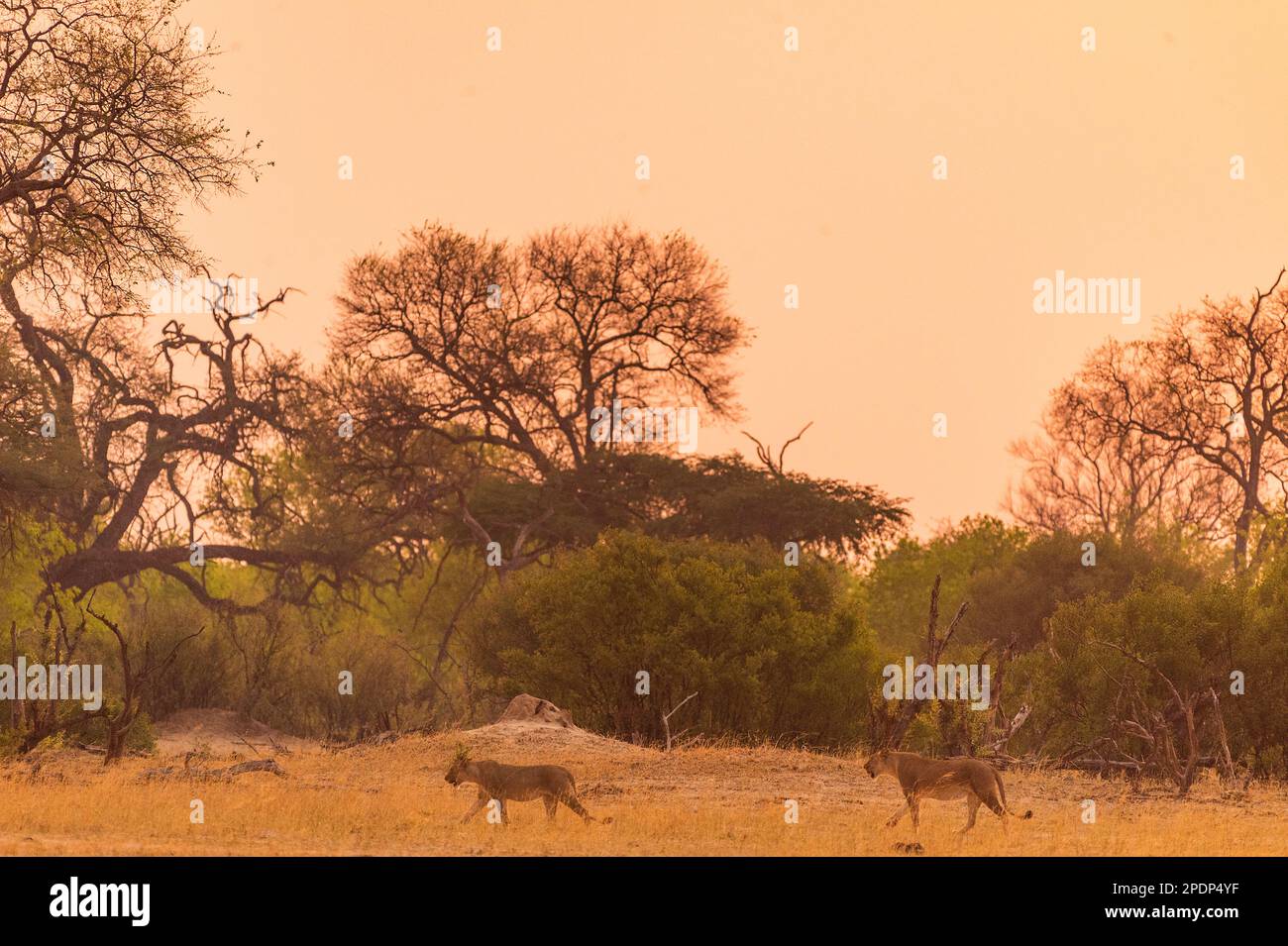 Löwen im Hwange-Nationalpark in Simbabwe. Stockfoto