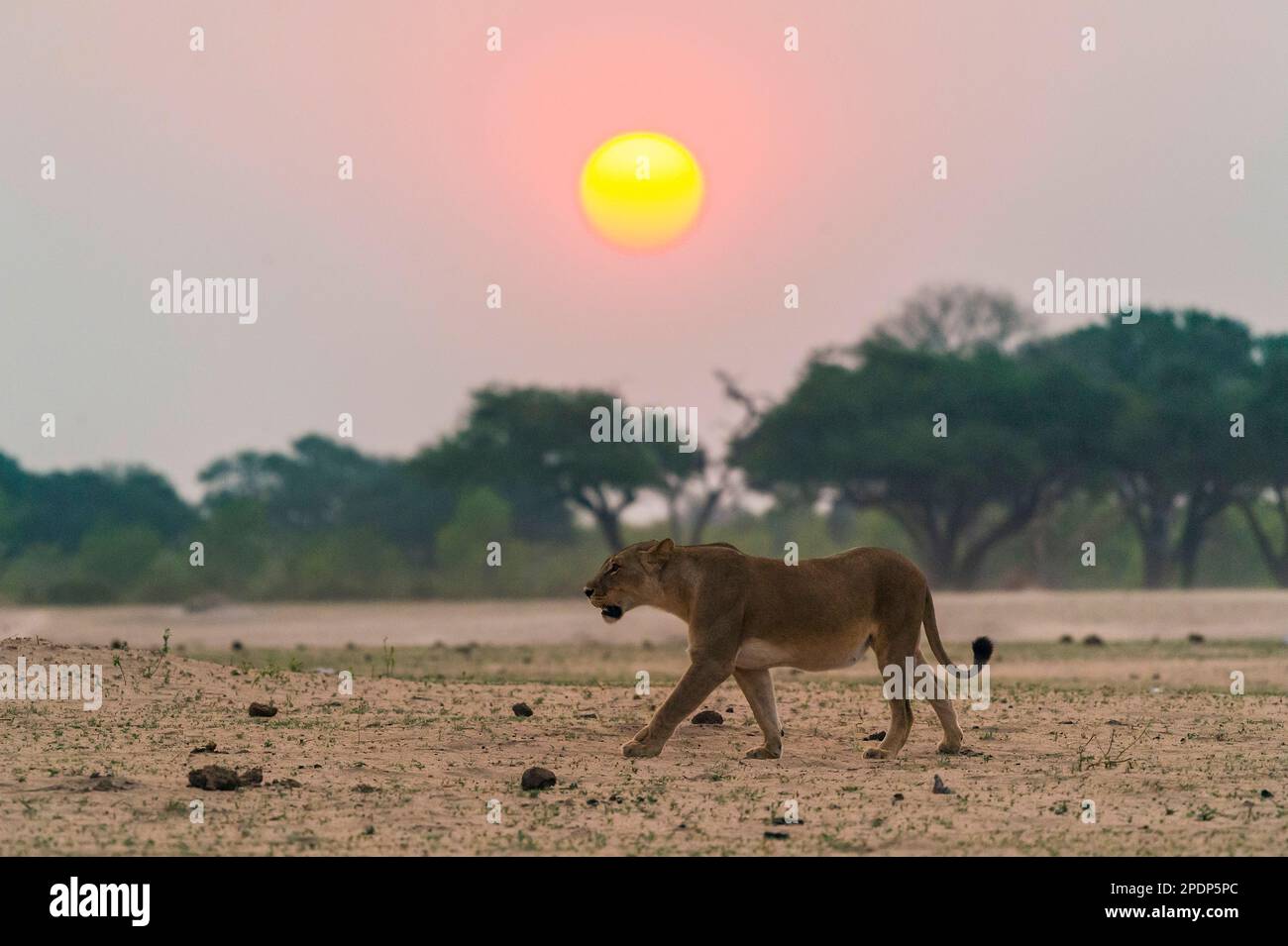 Eine Löwe, Panthera Leo, spaziert vor der untergehenden Sonne im simbabwischen Hwange-Nationalpark Stockfoto