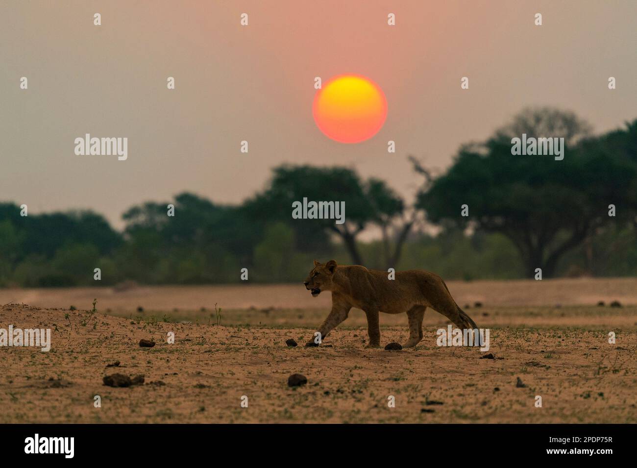 Eine Löwe, Panthera Leo, spaziert vor der untergehenden Sonne im simbabwischen Hwange-Nationalpark Stockfoto