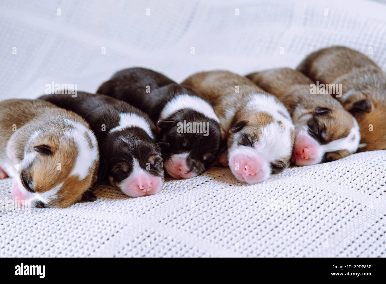 Bunte braune, weiße und schwarze welsch-Corgi-Welpen schlafen zusammen auf einer weißen, weichen Decke hintereinander. Neugeborene Tiere, reinrassige Haustiere Stockfoto