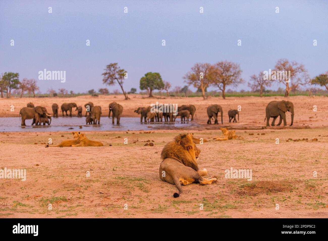 Löwen und Elefanten, die gemeinsam am Wasserloch Ngweshla im Hwange-Nationalpark in Simbabwe gesehen werden. Stockfoto