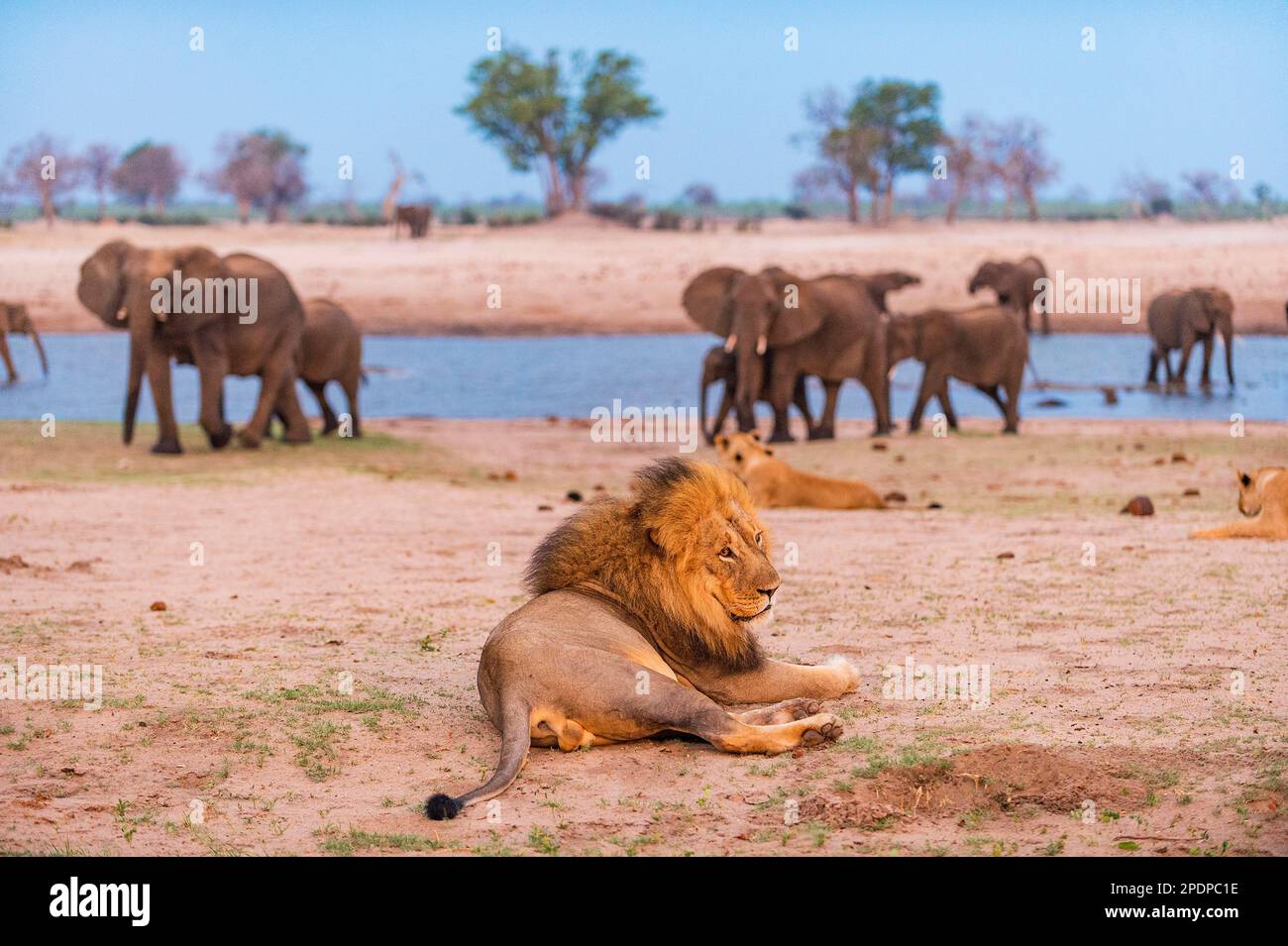 Löwen und Elefanten, die gemeinsam am Wasserloch Ngweshla im Hwange-Nationalpark in Simbabwe gesehen werden. Stockfoto