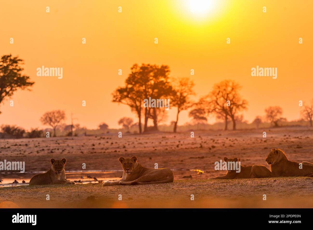 Ein Stolz des afrikanischen Löwen, Panthera Leo, im Ngweshla PAN im simbabwischen Hwange-Nationalpark. Stockfoto