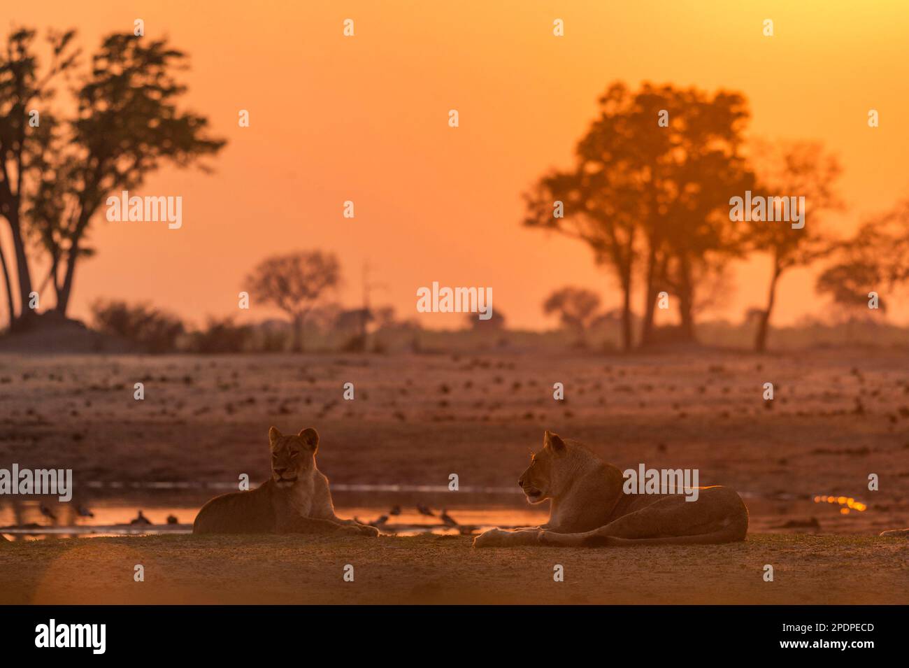Ein Stolz des afrikanischen Löwen, Panthera Leo, im Ngweshla PAN im simbabwischen Hwange-Nationalpark. Stockfoto