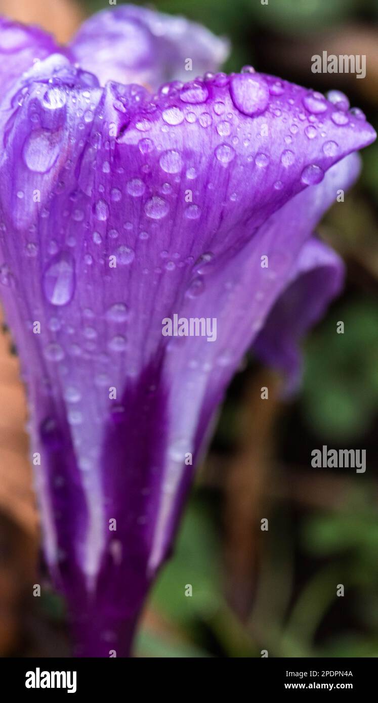 Eine Nahaufnahme einer leuchtenden violetten Blume mit Regentropfen, die an den Blütenblättern haften. Stockfoto