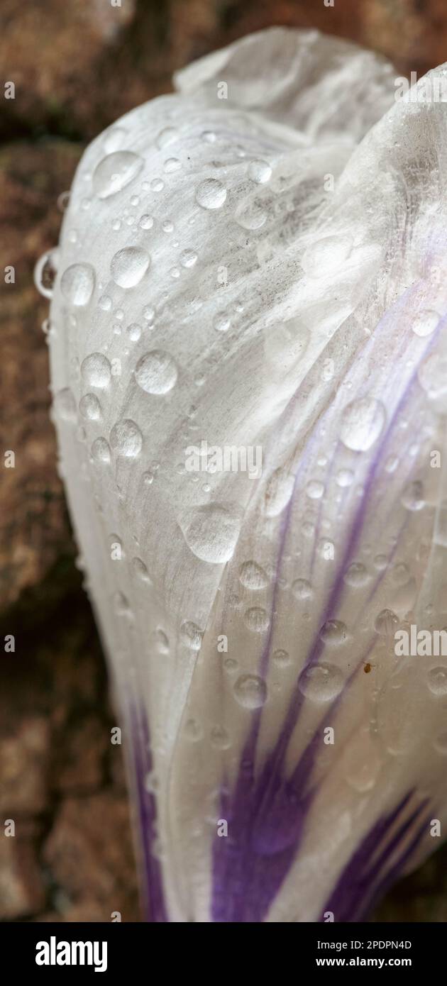 Nahaufnahme einer leuchtenden violetten und weißen Blume, die mit Wassertropfen bedeckt ist. Stockfoto