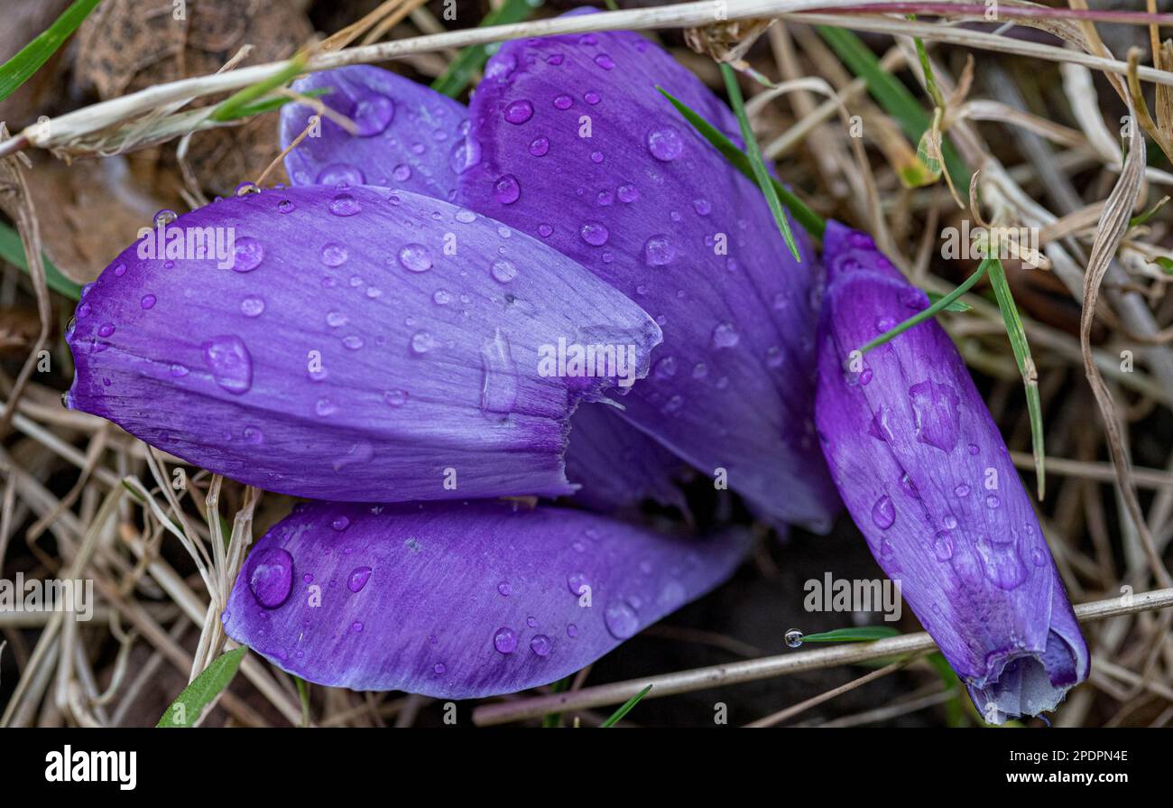 Eine Nahaufnahme einer Gruppe von lila Blütenblättern, die mit Regentropfen bedeckt sind. Stockfoto