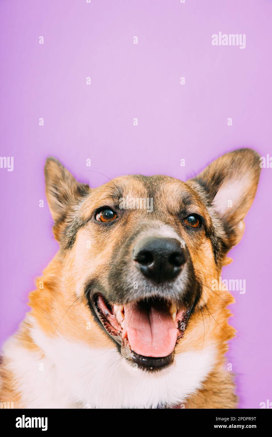Porträt eines Mischlingshundes mit offenem Mund, der aus seiner Zunge ragt. Mischlingshund Nahaufnahme Porträt. Isoliert auf violettem Hintergrund Stockfoto