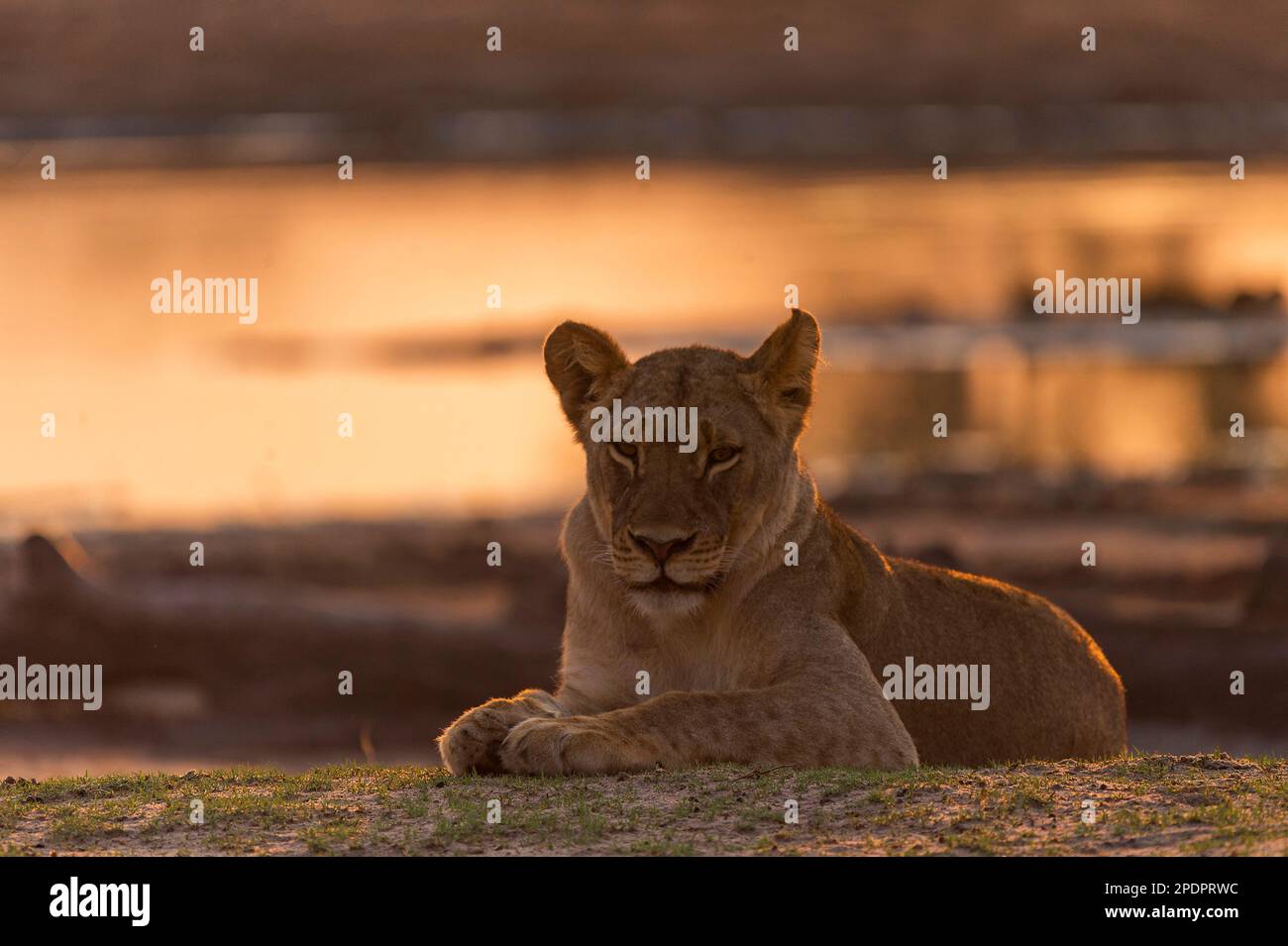 Ein Stolz des afrikanischen Löwen, Panthera Leo, im Ngweshla PAN im simbabwischen Hwange-Nationalpark. Stockfoto