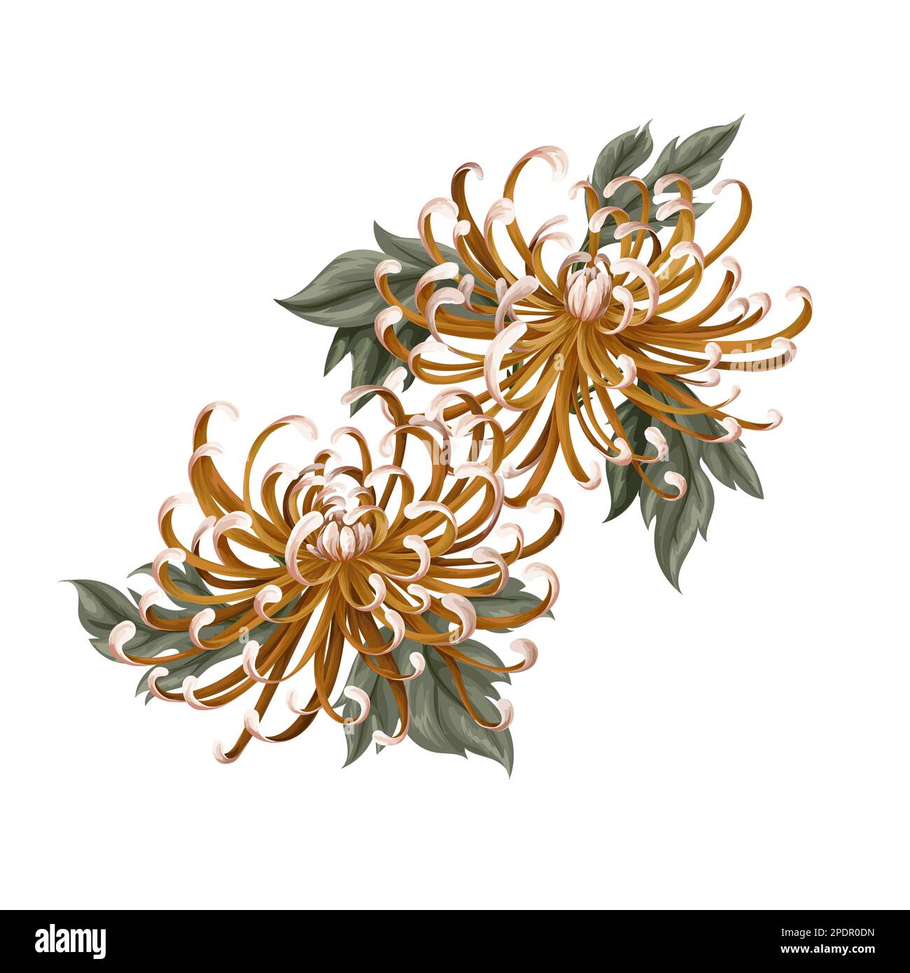 Chrysanthemen, goldgetreide isoliert. Vektor. Stock Vektor