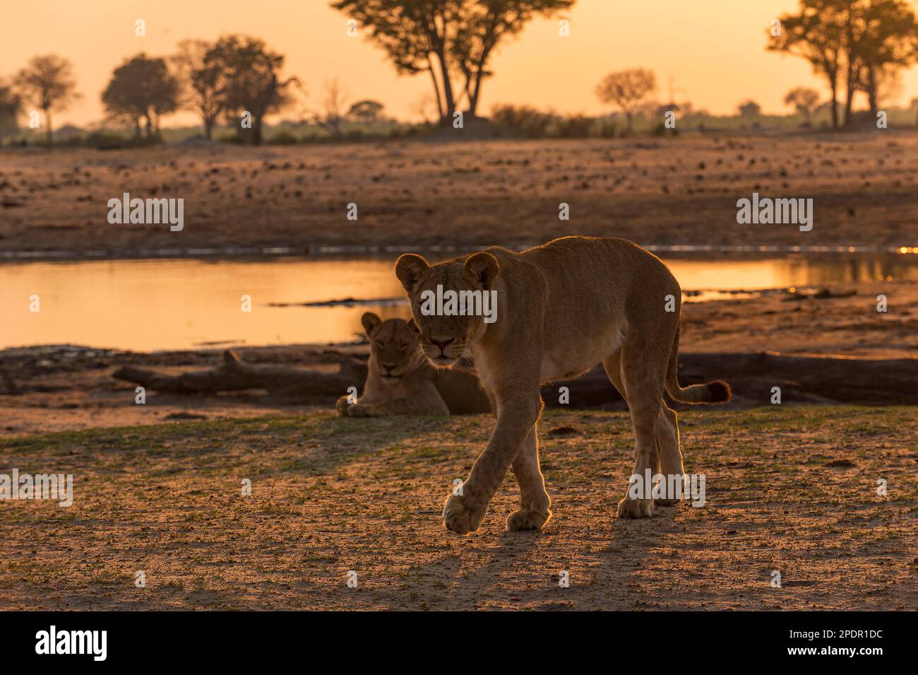 Ein Stolz des afrikanischen Löwen, Panthera Leo, im Ngweshla PAN im simbabwischen Hwange-Nationalpark. Stockfoto