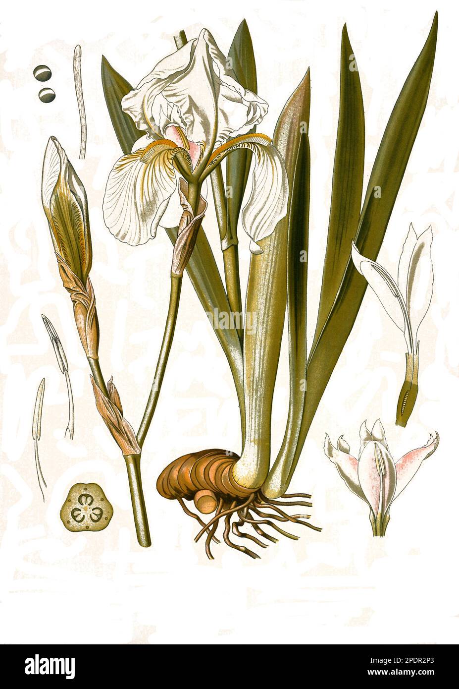 Heilpflanze, Bleiche Schwertlilie (Iris pallida), auch Blasse