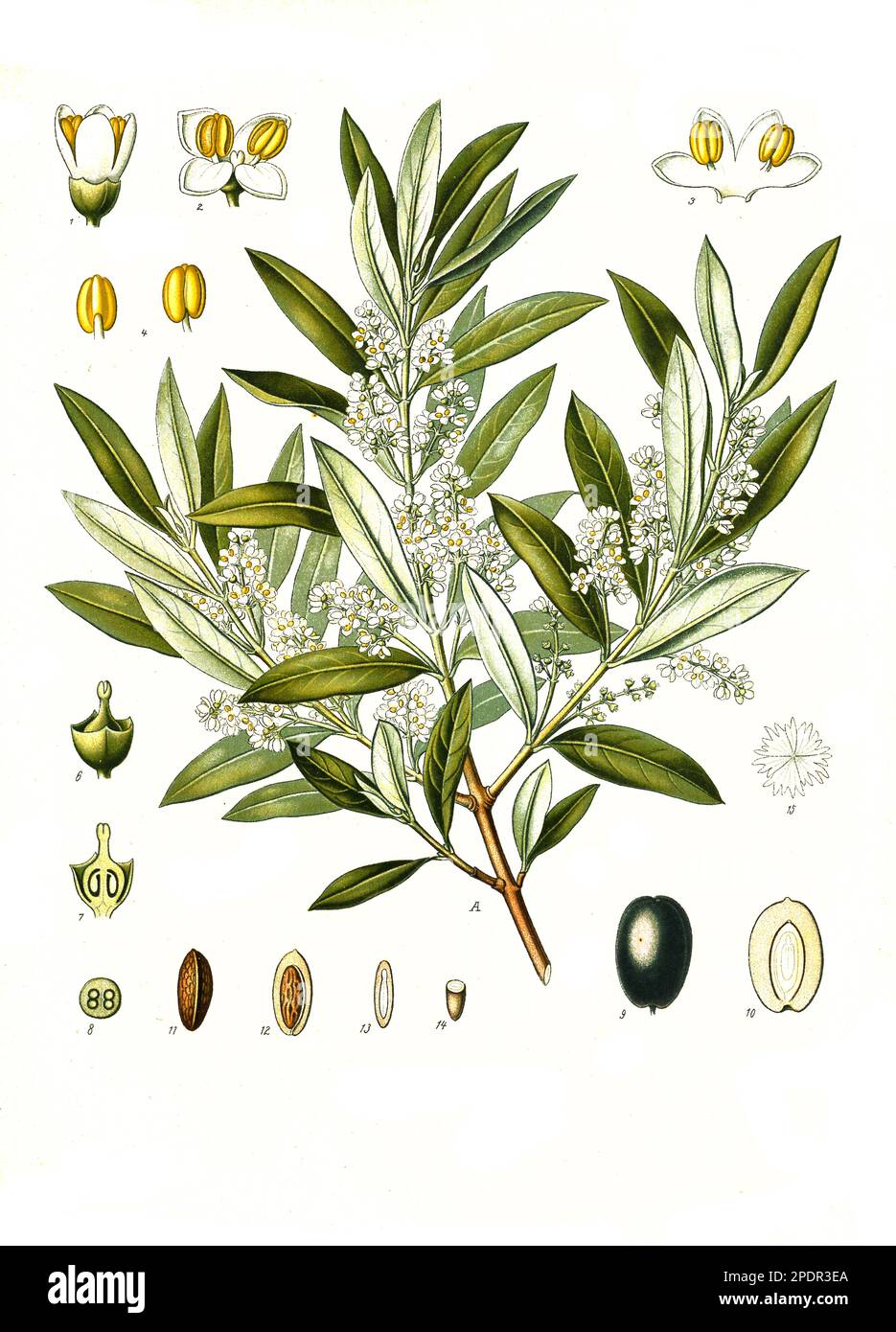 Heilpflanze, Olivenbaum (Olea europaea), Echter Ölbaum, Historisch, digitale Restaurierte Reproduktion von einer Vorlage aus dem 19. Hundert, Stockfoto