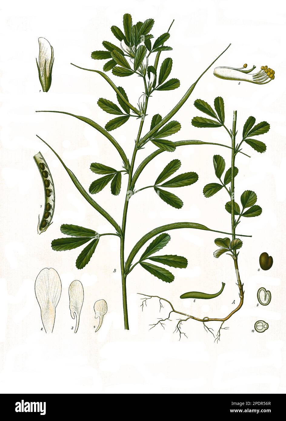 Heilpflanze, Bockshornklee, (Trigonella foenum-graecum), ist eine Pflanzenart in der Unterfamilie der Schmetterlingsblütler, Historisch, digitale Restaurierte Reproduktion von einer Vorlage aus dem 19. Hundert, Stockfoto
