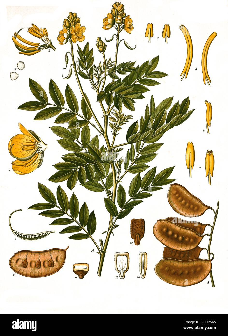 Heilpflanze, Alexandrinische Senna (Senna alexandrina, Cassia senna) ist eine Pflanzenart aus der Gattung Senna in der Unterfamilie der Johannisbrotgewächse, Historisch, digital restaurierte Reproduktion von einer Vorlage aus dem 19. Hundert, Stockfoto
