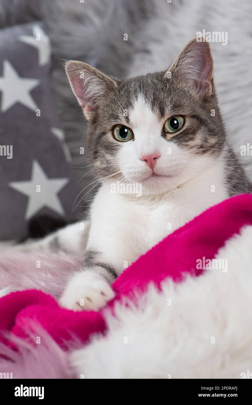 Süße Katze mit rotem weihnachtsmann-Hut Stockfoto