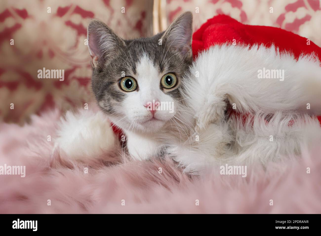 Süße Katze mit rotem weihnachtsmann-Hut Stockfoto