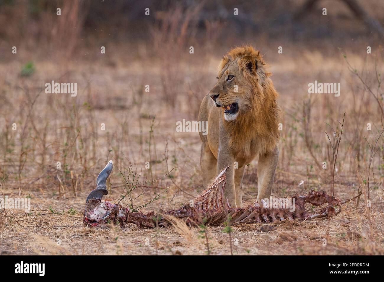 Ein junger männlicher Löwe steht über den Karcas eines toten Elands im Mana Pools National Park in Simbabwe. Stockfoto