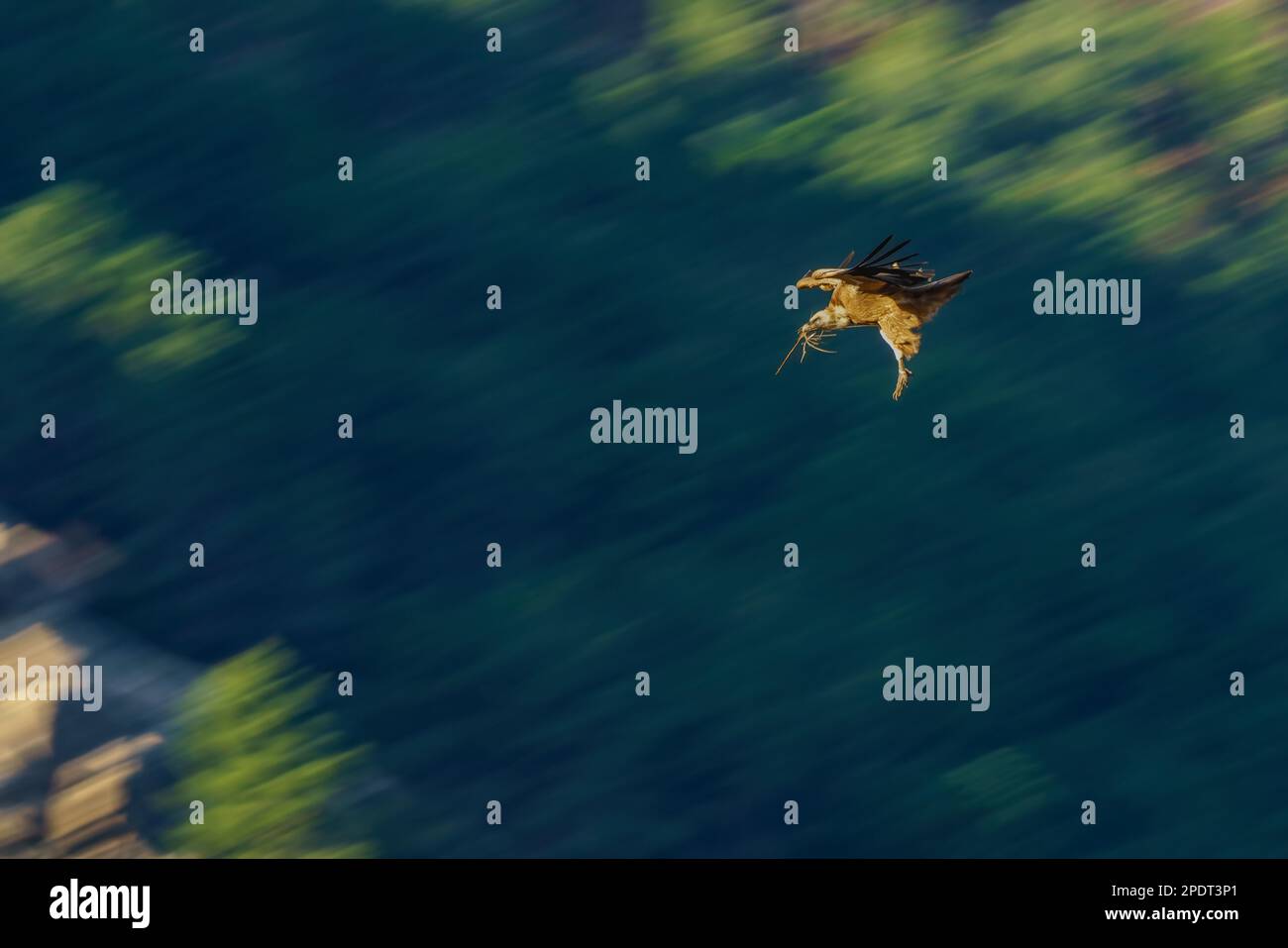 Griffongeier fliegen mit dem Himmel und Zweigen im Schnabel, um das Nest zu machen, der Hintergrund ist unscharf mit Geschwindigkeitseffekt. Stockfoto