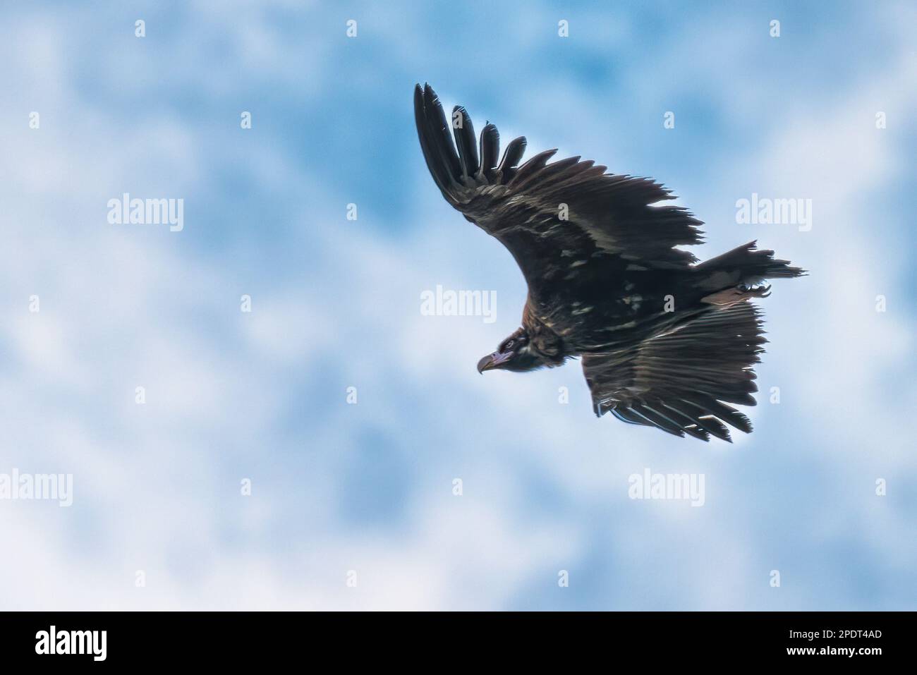 Schwarzer Geier fliegt durch den blauen Himmel mit weißen Wolken Stockfoto