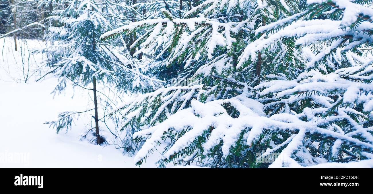 Schneebedeckte Baumkronen für Ihre Winteraufnahmen Stockfoto