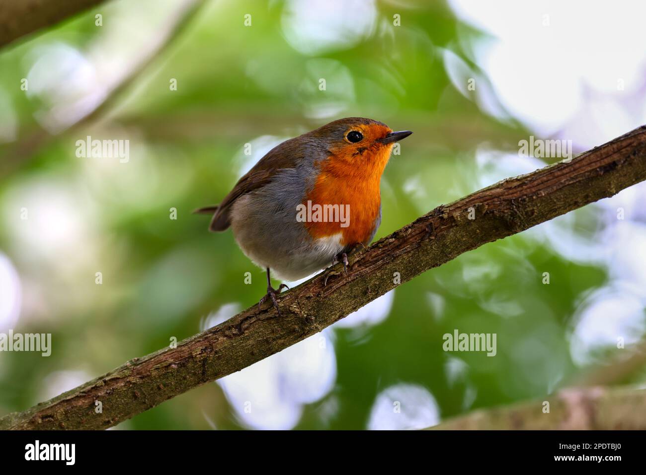 Europäisches Rotkehlchen „Erithacus rubecula“ auf einem Zweig mit grünem und weißem Bokeh-Hintergrund. Nahaufnahme des Vogels. Dublin, Irland Stockfoto