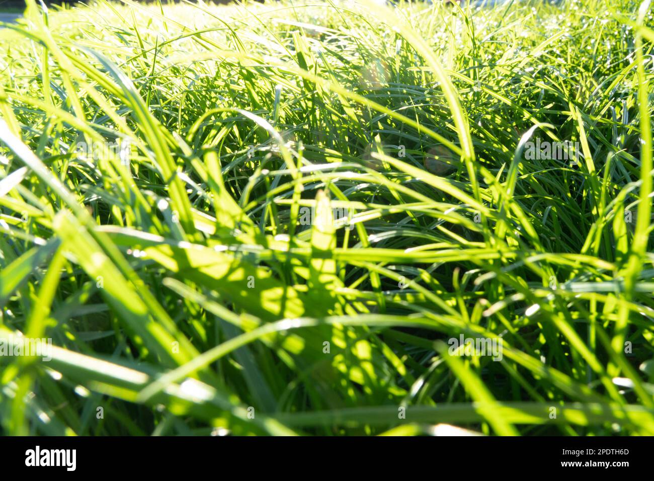 Die Textur des grünen Rasens im Park. Frischer Rasen für Fußball. Blick von oben.Flat la Stockfoto