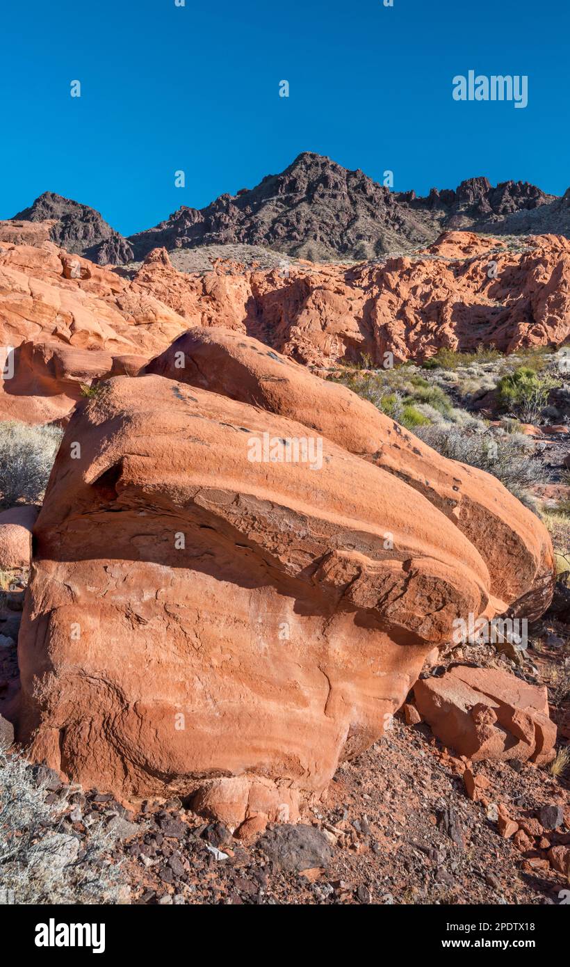 Azteken Sandsteinformationen, Redstone Petrified Dunes, vulkanische Black Mtns in dist, Northshore Rd Area, Lake Mead Natl Recreation Area, Nevada USA Stockfoto