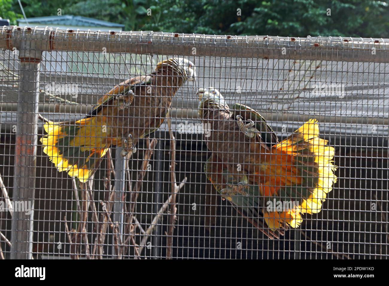 Ein Paar Papageien aus St. Vincent, Teil des Zuchtprogramms für diese seltenen Vögel. Stockfoto