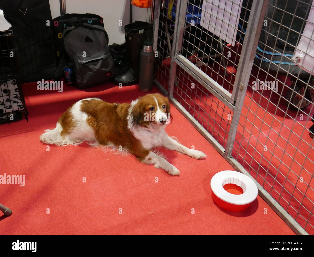 CRUFTS 2023 Birmingham UK Stockfoto