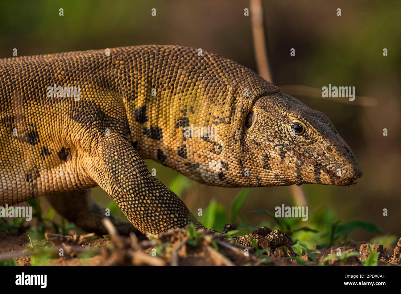 Ein großer Wassermonitor, Varanus salvator, der im Mana Pools National Park in Simbabwe zu sehen ist. Stockfoto