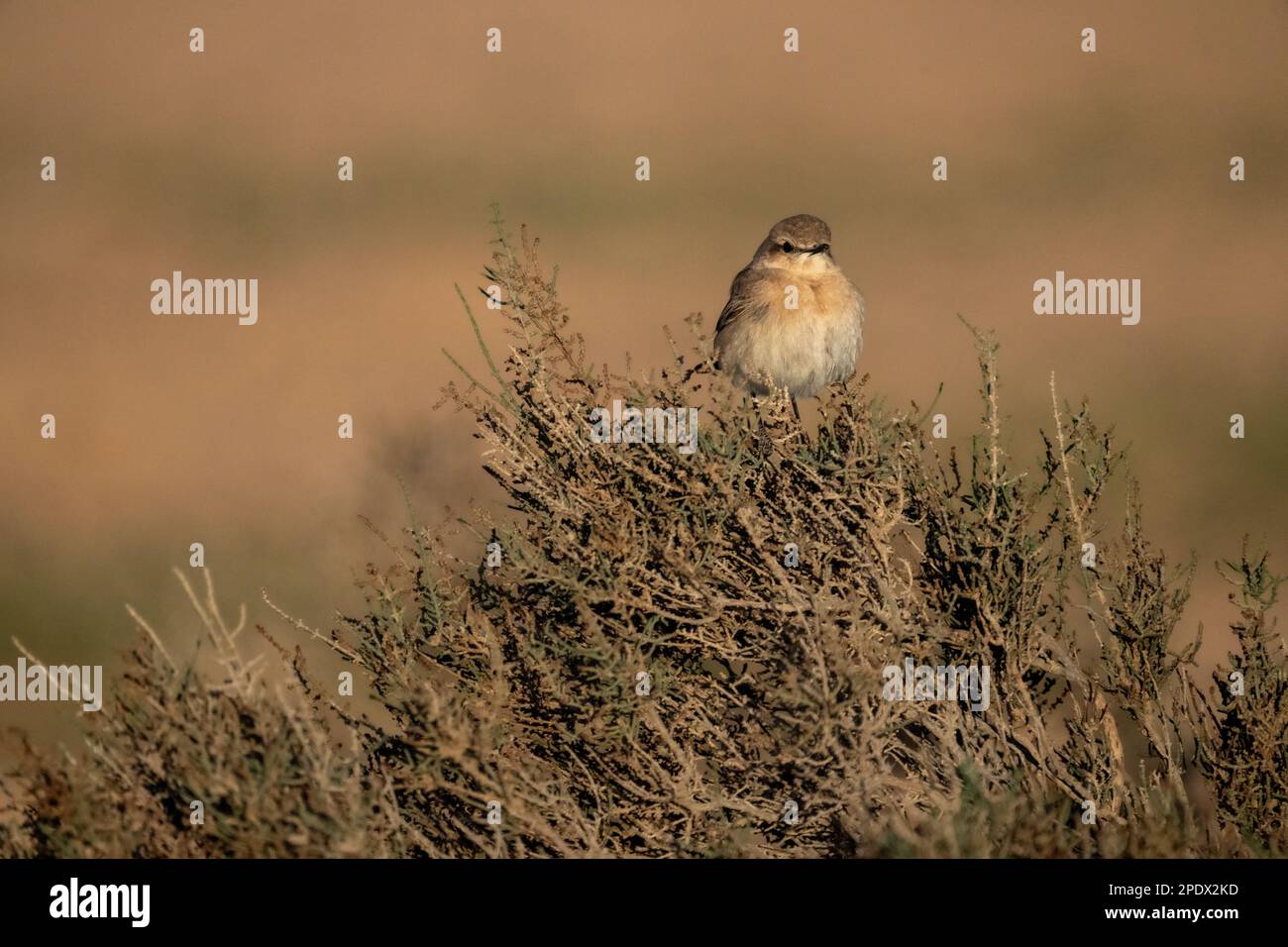 Isabelline Steinschmätzer (Oenanthe isabellina) Stockfoto