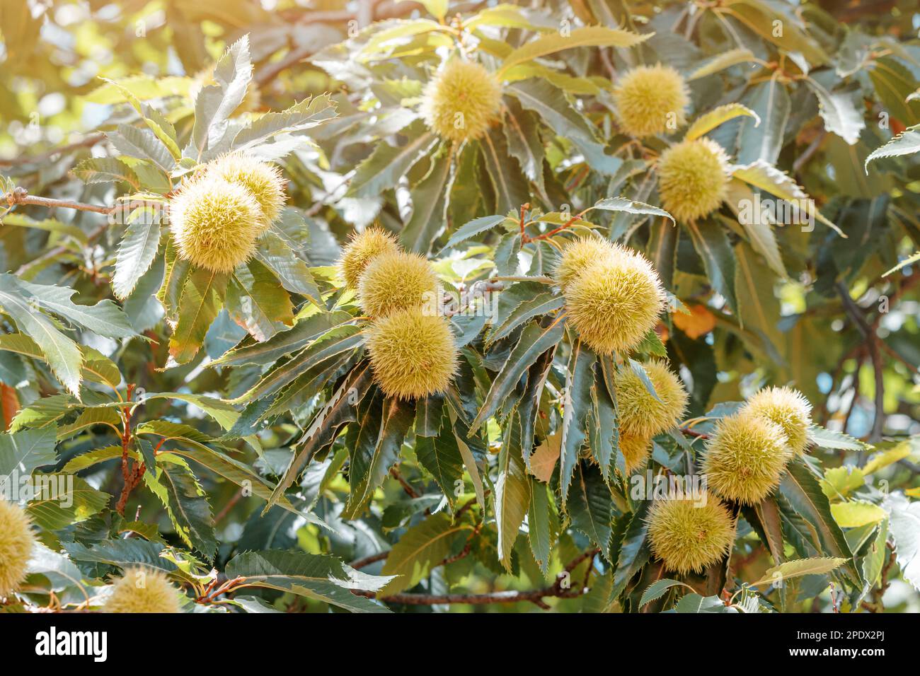 Das Foto zeigt die Fülle an Kastanien auf dem Baum, mit Haufen glänzender brauner Nüsse, die die Zweige hinunterziehen. Stockfoto