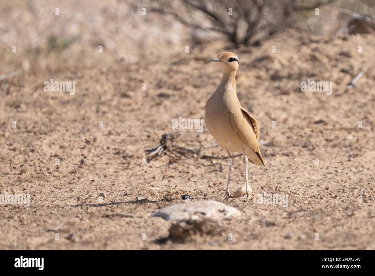 Cremefarbener Courser (Cursorius Cursor) Stockfoto