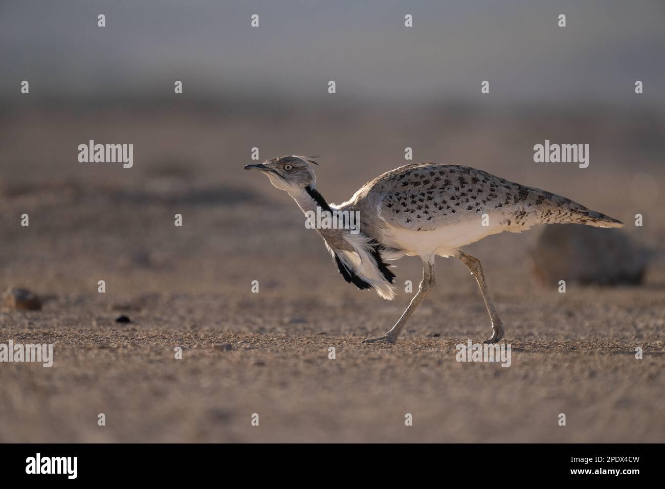 Asiatischer Houbara, Houbara-Trappe, MacQueens-Trappe (Chlamydotis macqueenii) Stockfoto