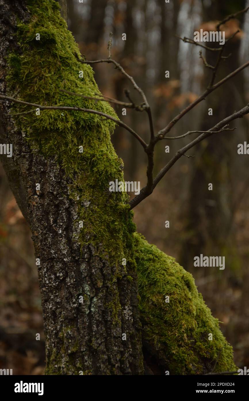 Stattlicher Baum mit grünem Moos auf dem Stamm in vertikalem Schuss Stockfoto