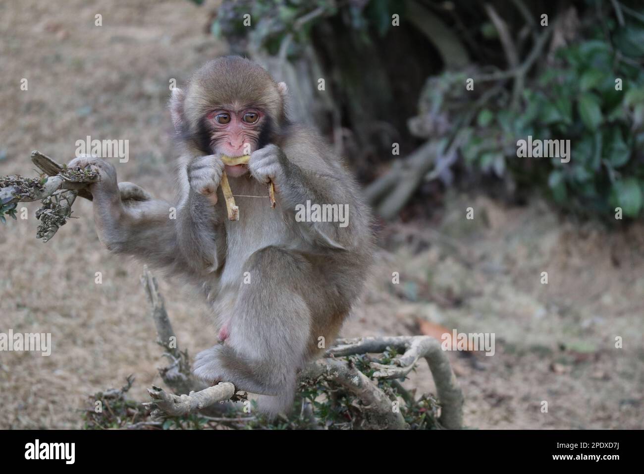 Japanische makake Babynahrung in Kyoto, Japan Stockfoto