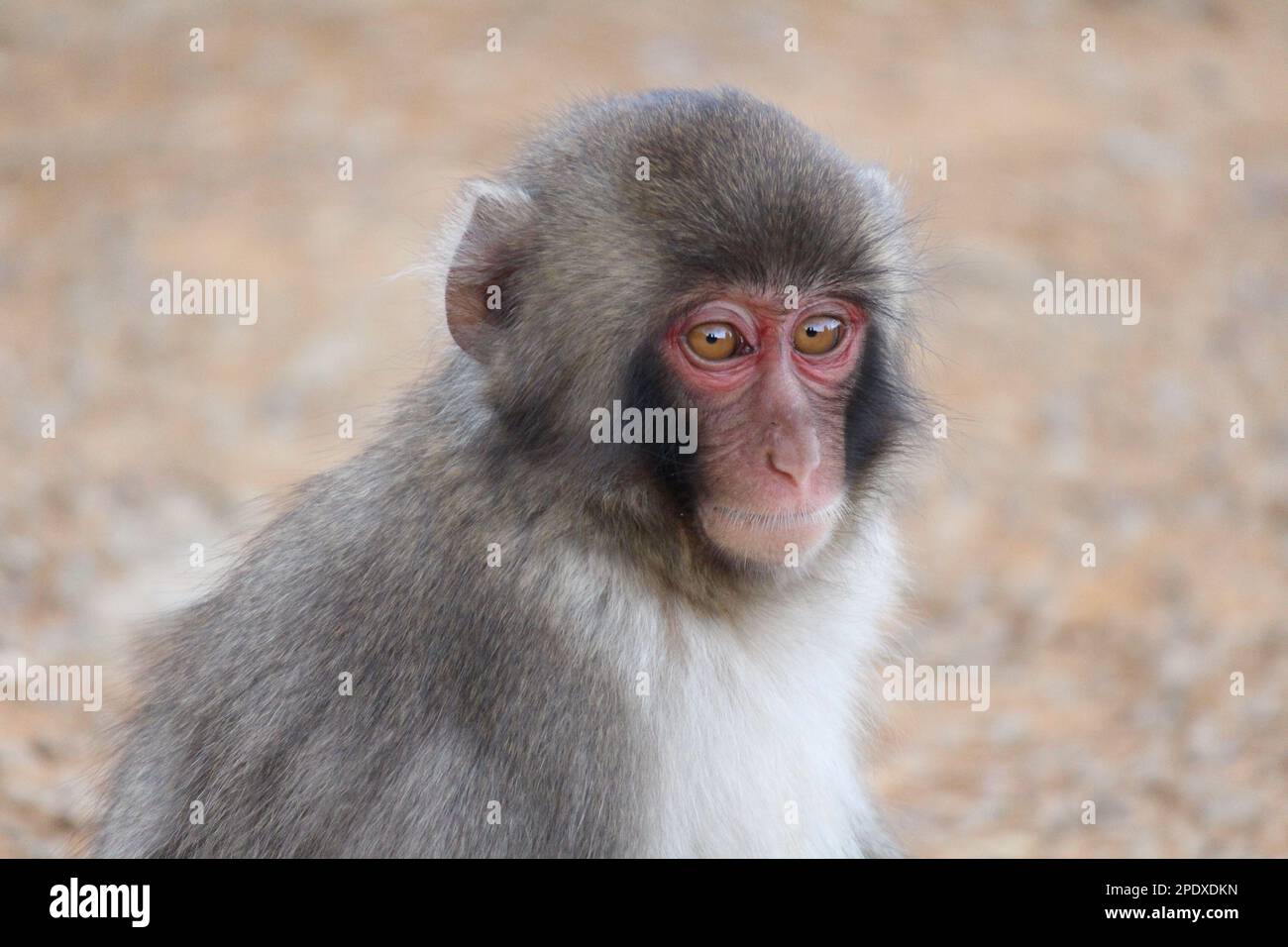 Japanisches Makakenbaby in Kyoto, Japan Stockfoto