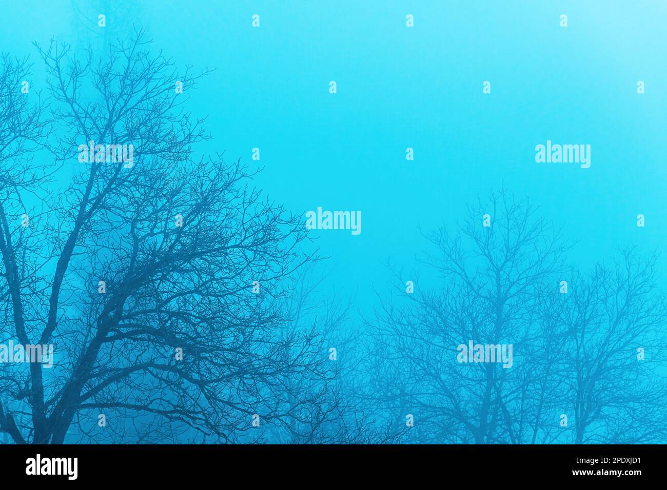 Baumwipfel und Baumzweige im Nebel am kalten Wintermorgen als gruseliger stimmungsvoller Hintergrund mit Kopierraum Stockfoto