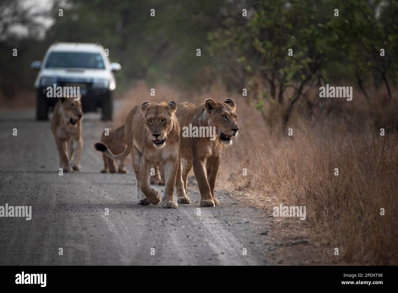 Der Stolz der Löwen, die im Kruger-Nationalpark die Straße hinunter laufen Stockfoto