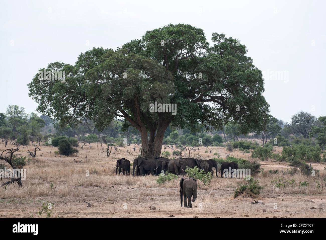 Der dreibeinige Elefant holt schließlich den Rest der Herde ein Stockfoto