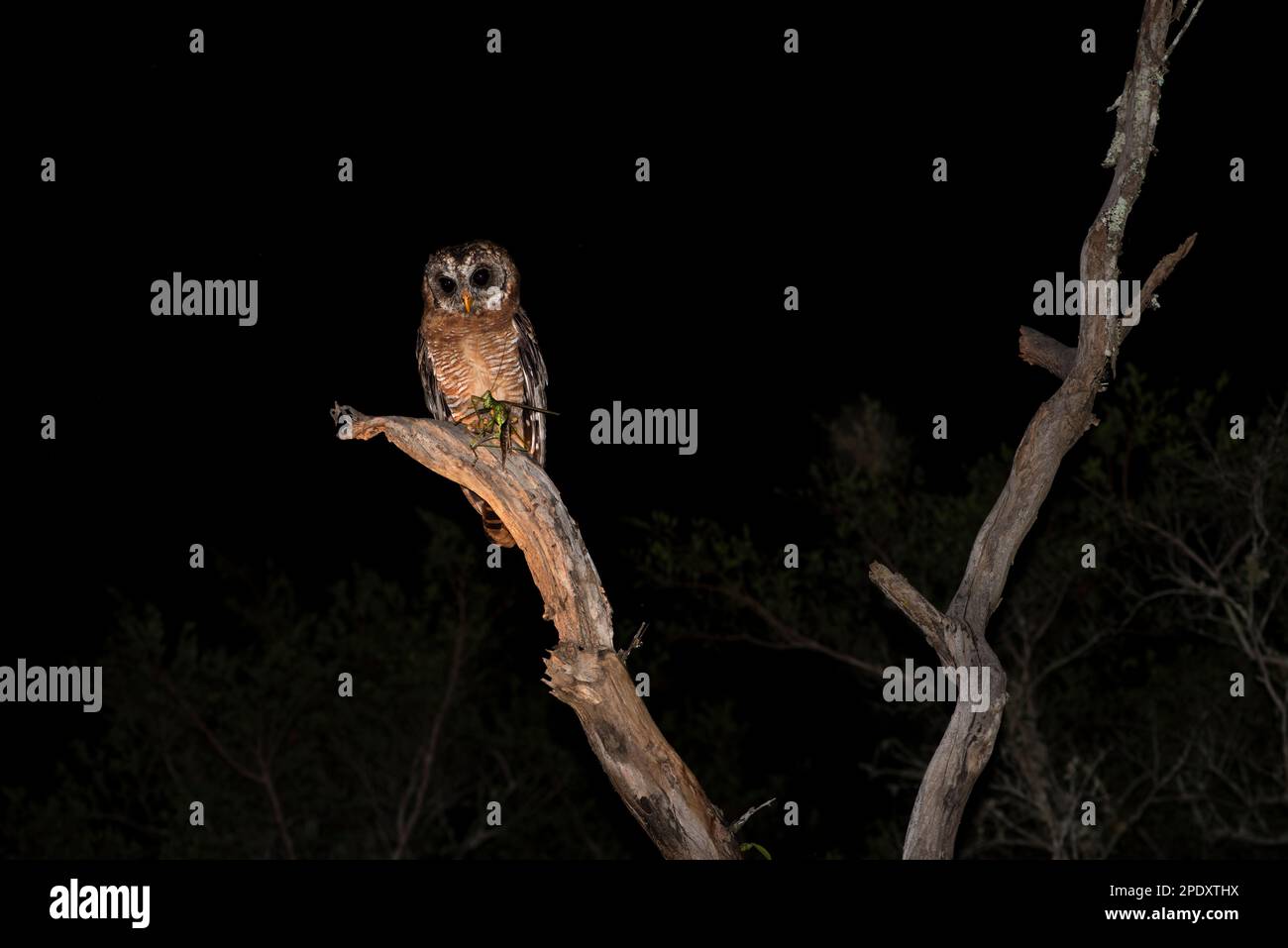 Afrikanische Holzeule mit Fang, ein großes Katydid Stockfoto
