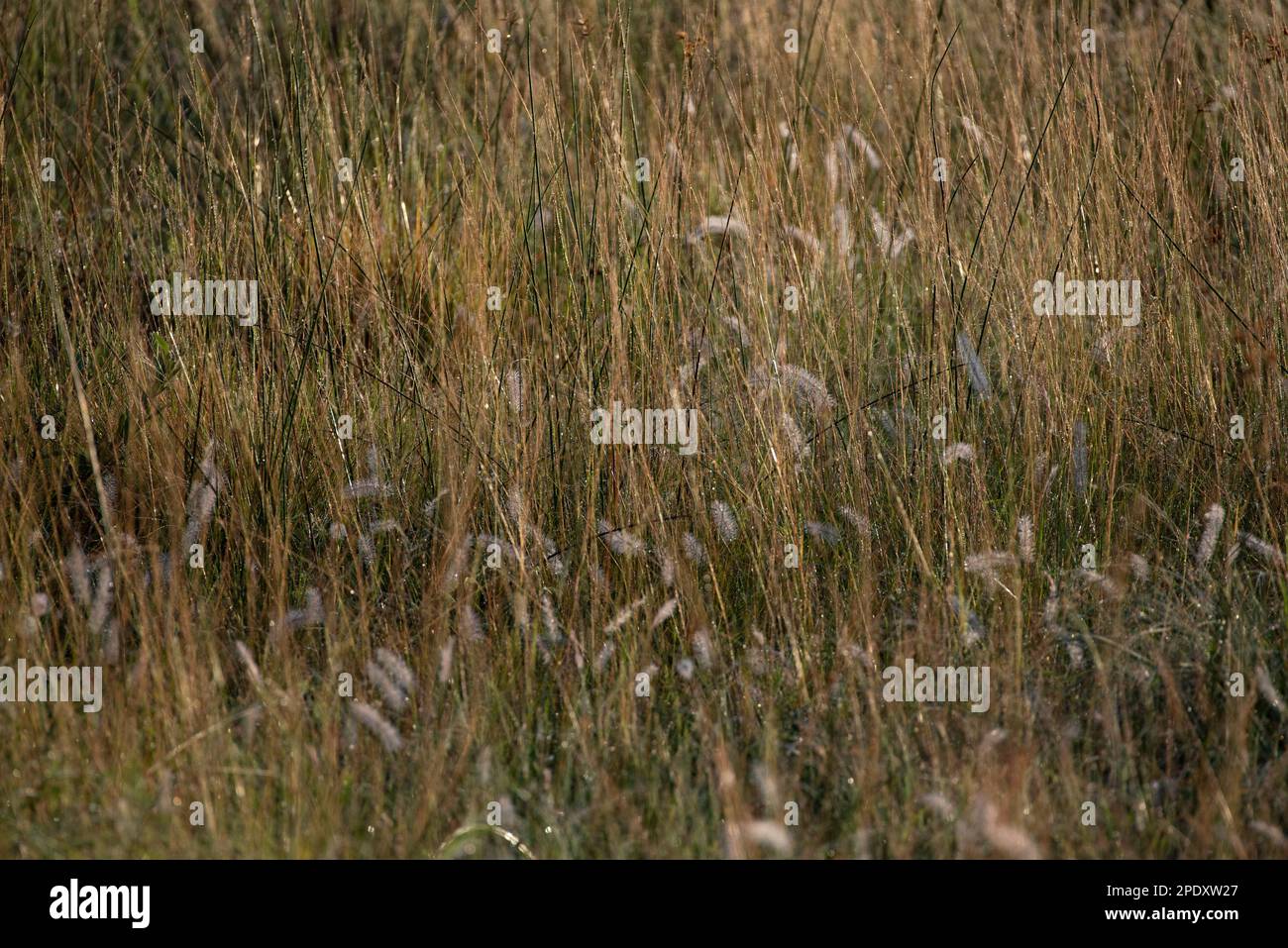 Gräserfeld bedeckt mit Regentropfen und erleuchtet im frühen Morgenlicht Stockfoto