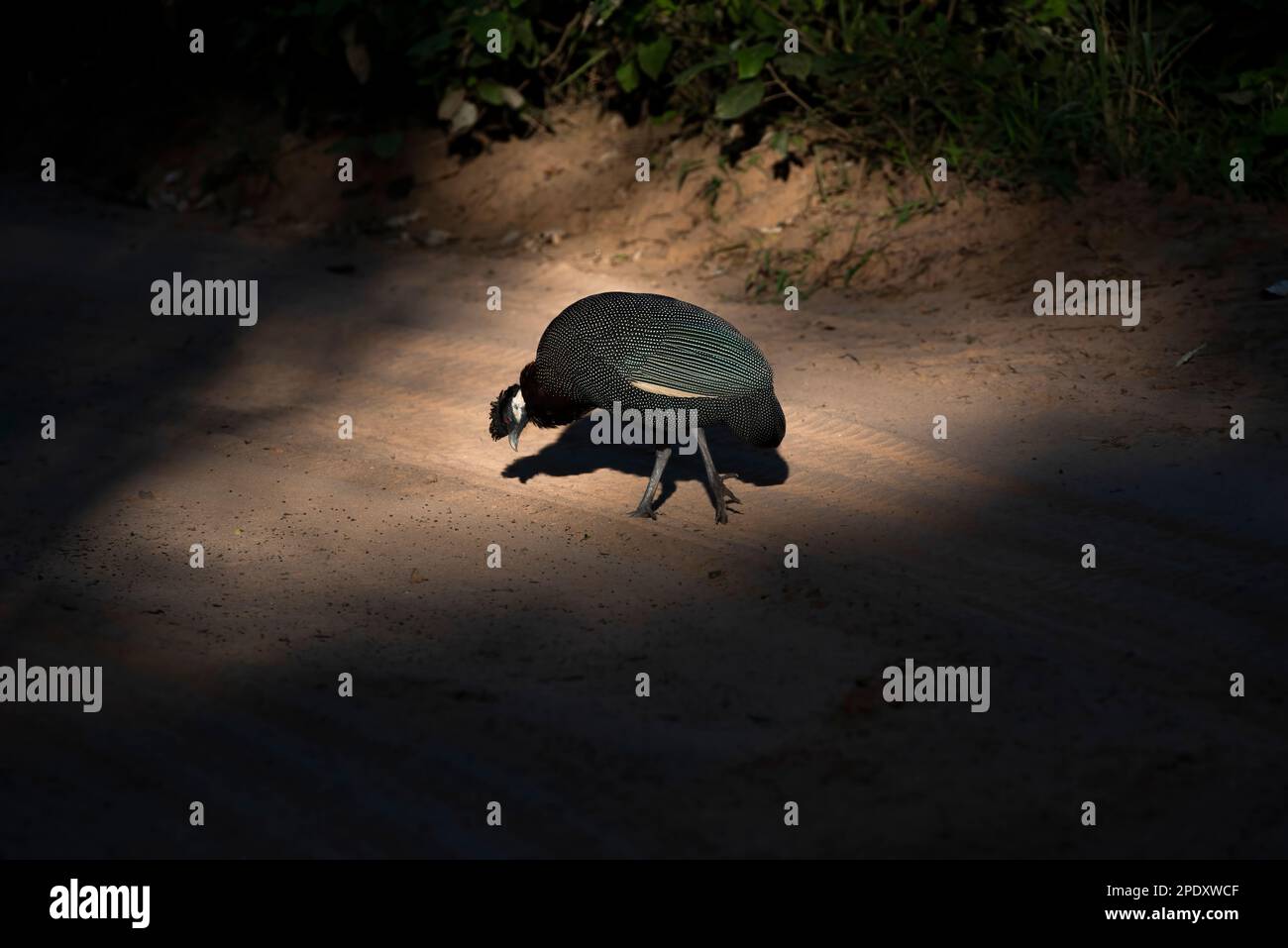 Die Guineafowl erleuchtete sich im frühen Morgenlicht, während sie auf der Jagd war Stockfoto