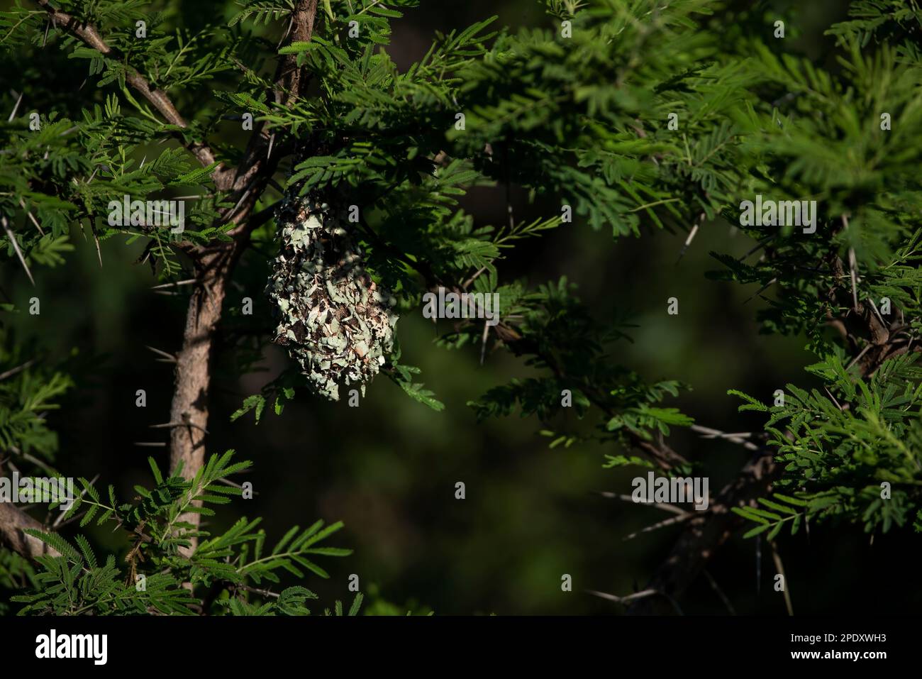 Das Nest eines lila Sonnenvogel mit Flechten bedeckt Stockfoto