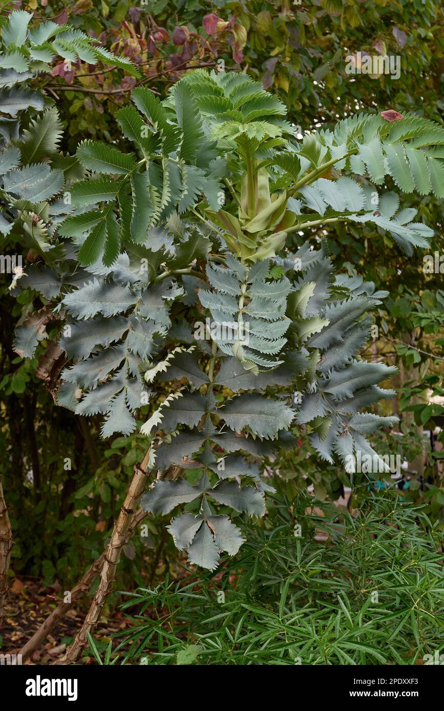 Melianthus major frische Blätter Stockfoto