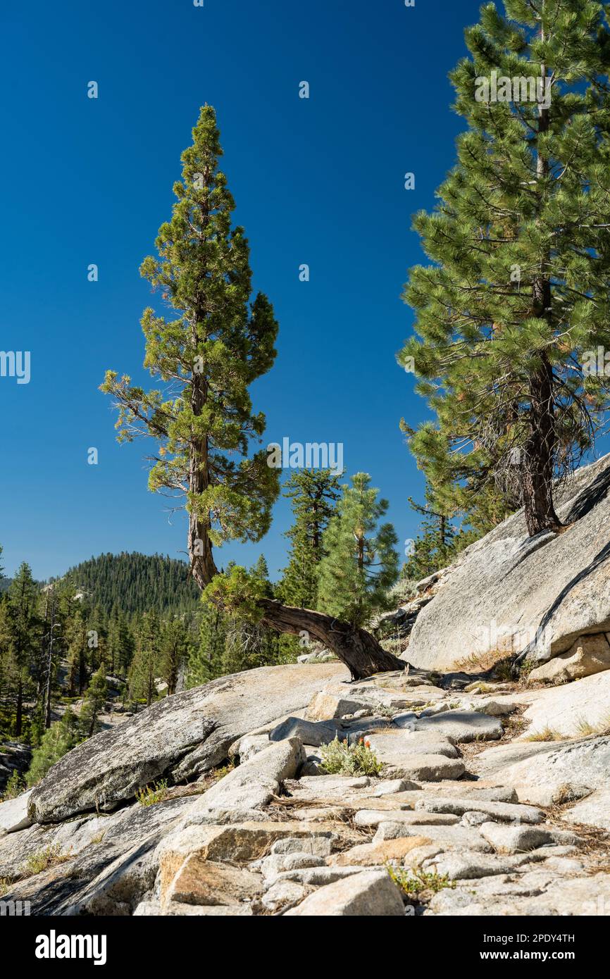 Bent Tree findet Eine Möglichkeit, auf dem Yosemite Creek Trail groß zu werden Stockfoto