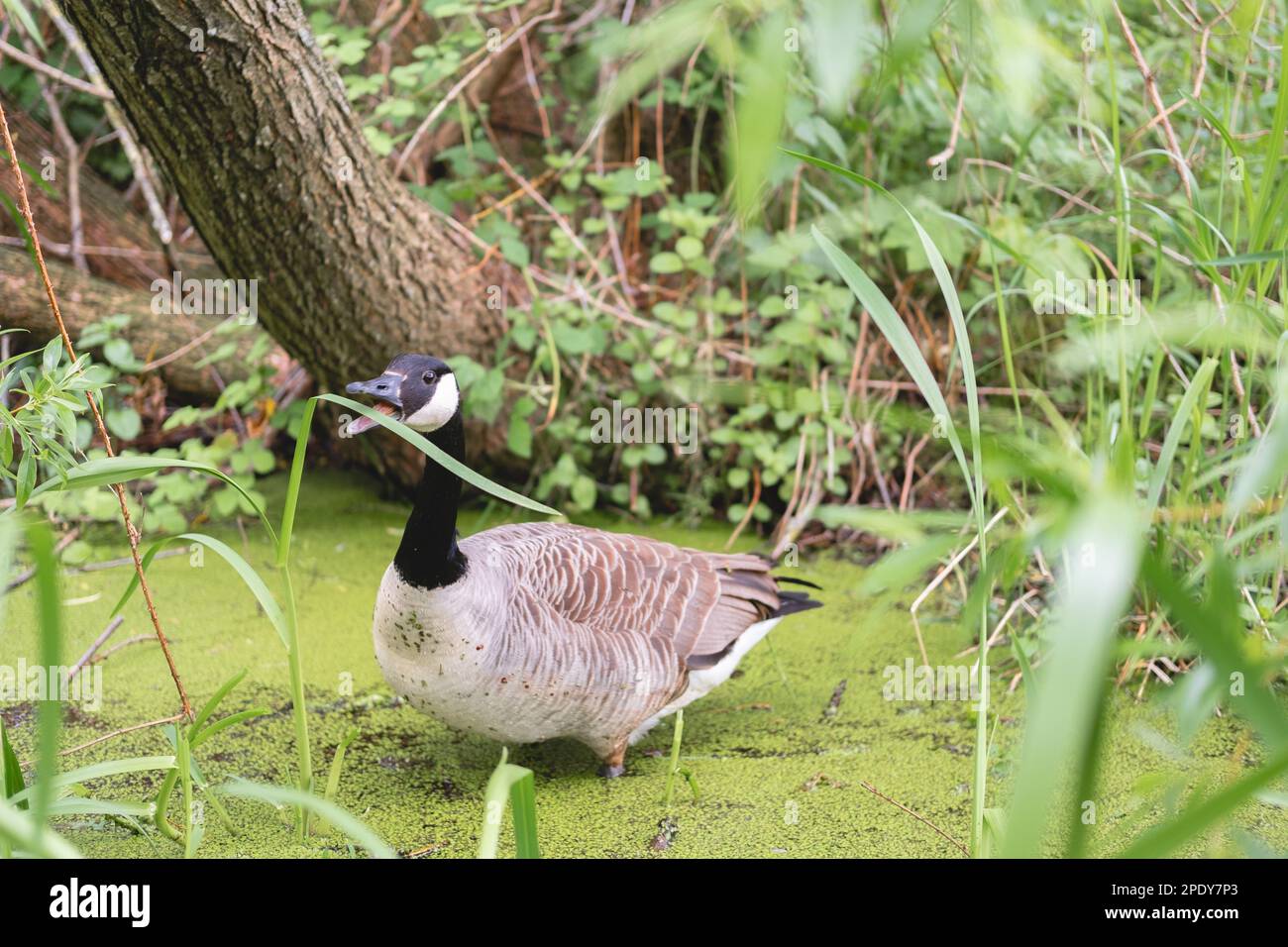 Ein Vogel und eine Ente, die ein Blatt mit offenem Schnabel im Wasser oder Schlamm auf einem See oder Teich im Figgate Park in Edinburgh, Schottland, Großbritannien, essen. Stockfoto